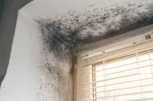 Affordable Mold Cleanup solutions in Mendham, NJ